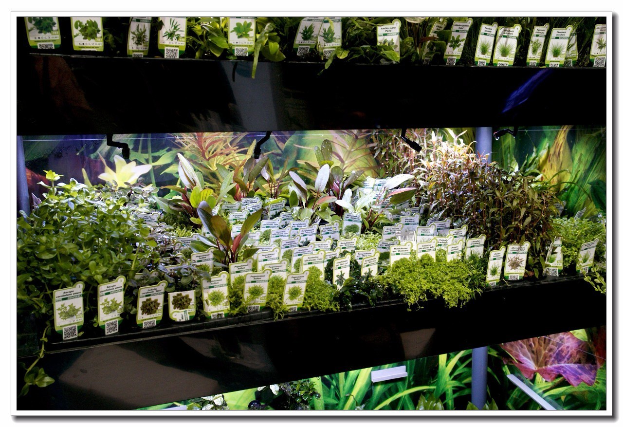 德国纽伦堡宠物展,2018德国纽伦堡宠物展