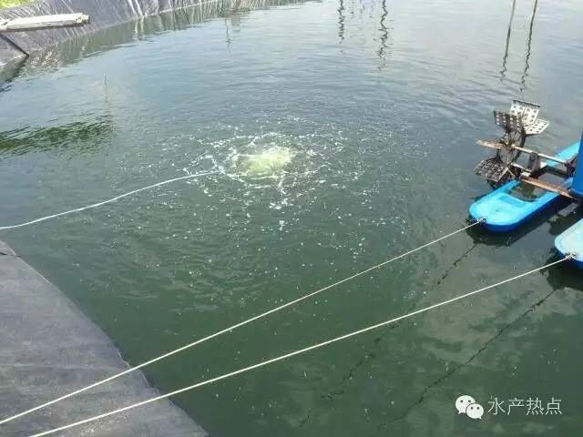 白对虾养殖甲裸藻怎样处理,海水养殖南美白对虾爆发血红裸藻