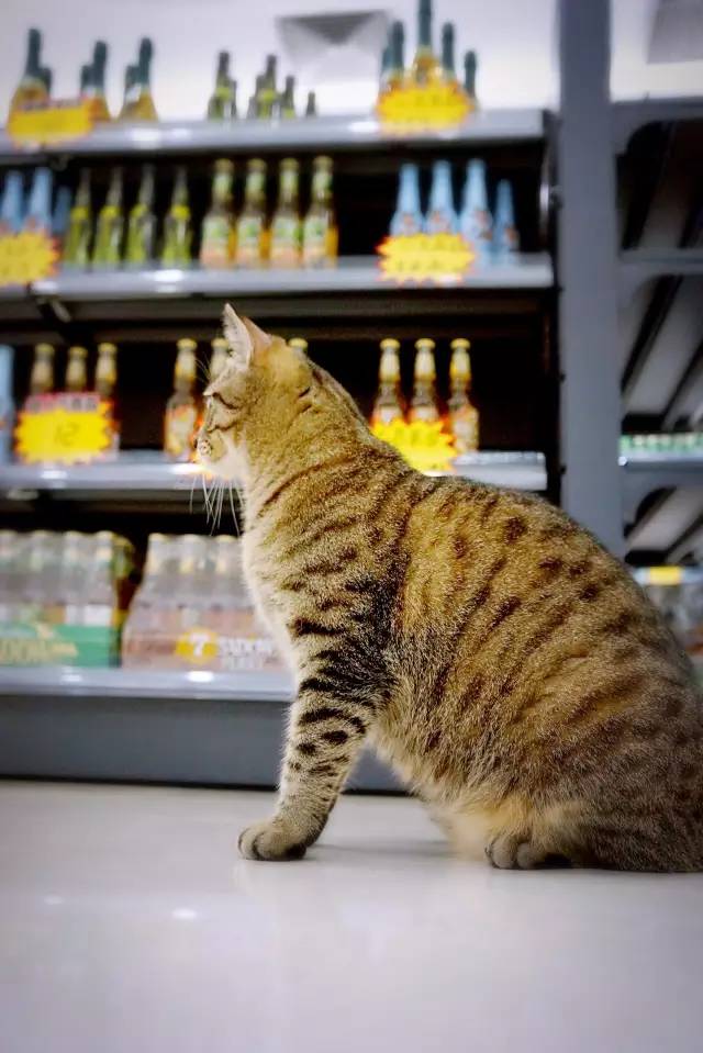 好耍|喵星人大摆造型带你玩转青白江，不萌你来找我！