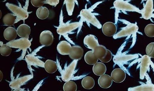 万年卤虫休眠可存万年暴晒火烤、存放外太空也能愉快地玩耍