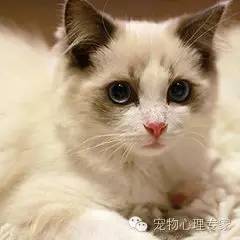 应粉丝要求：各类猫猫在北上广的报价，其他城市可以参考