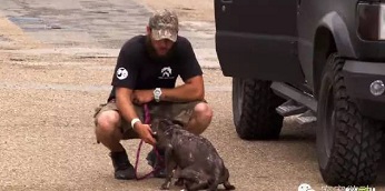 母狗涨奶严重,狗妈妈涨奶的症状