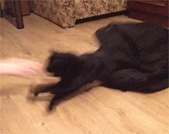 猫突然不见了该怎么办,早上喂猫发现猫不见了