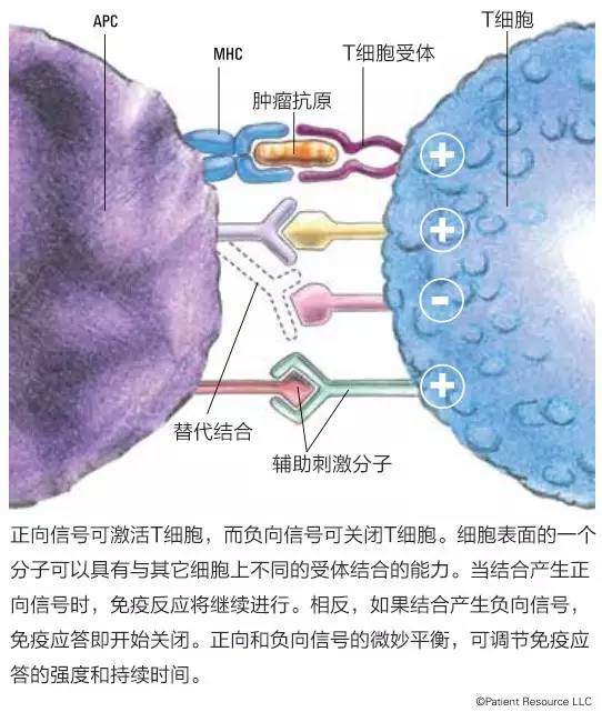 癌症做免疫组化的意义,癌症细胞免疫治疗