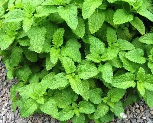 有驱蚊效果的适合室内种植的植物,夏日庭院必种的16种驱蚊植物