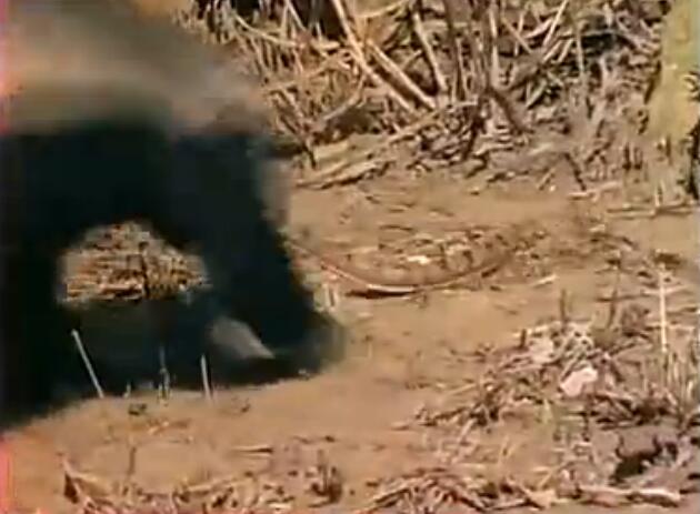 蜜獾被三只花豹围攻,蜜獾啃食剧毒毒蛇