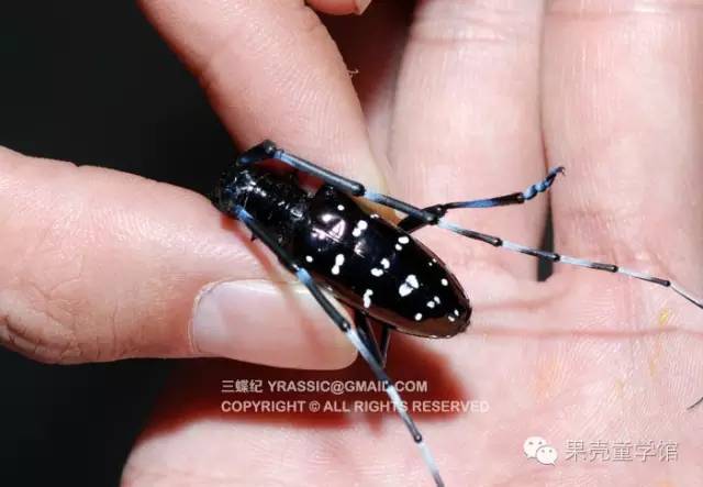 带小孩出去玩要小心一些什么虫,虫子带孩子去哪里玩比较好