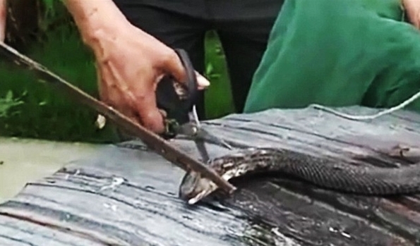 打蛇打七寸真的能把蛇打跑吗,遇到蛇可以打蛇打七寸吗