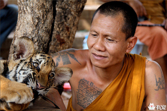泰国寺庙因饲养老虎闻名于世，没想到警方突击检查发现了惊天秘密