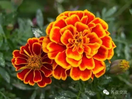 有驱蚊效果的适合室内种植的植物,夏日庭院必种的16种驱蚊植物