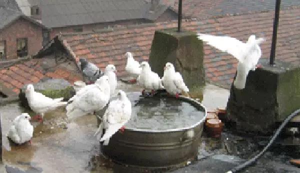 国内外白鸽品种及赏欣