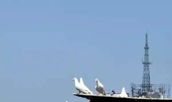 国内外白鸽品种及赏欣