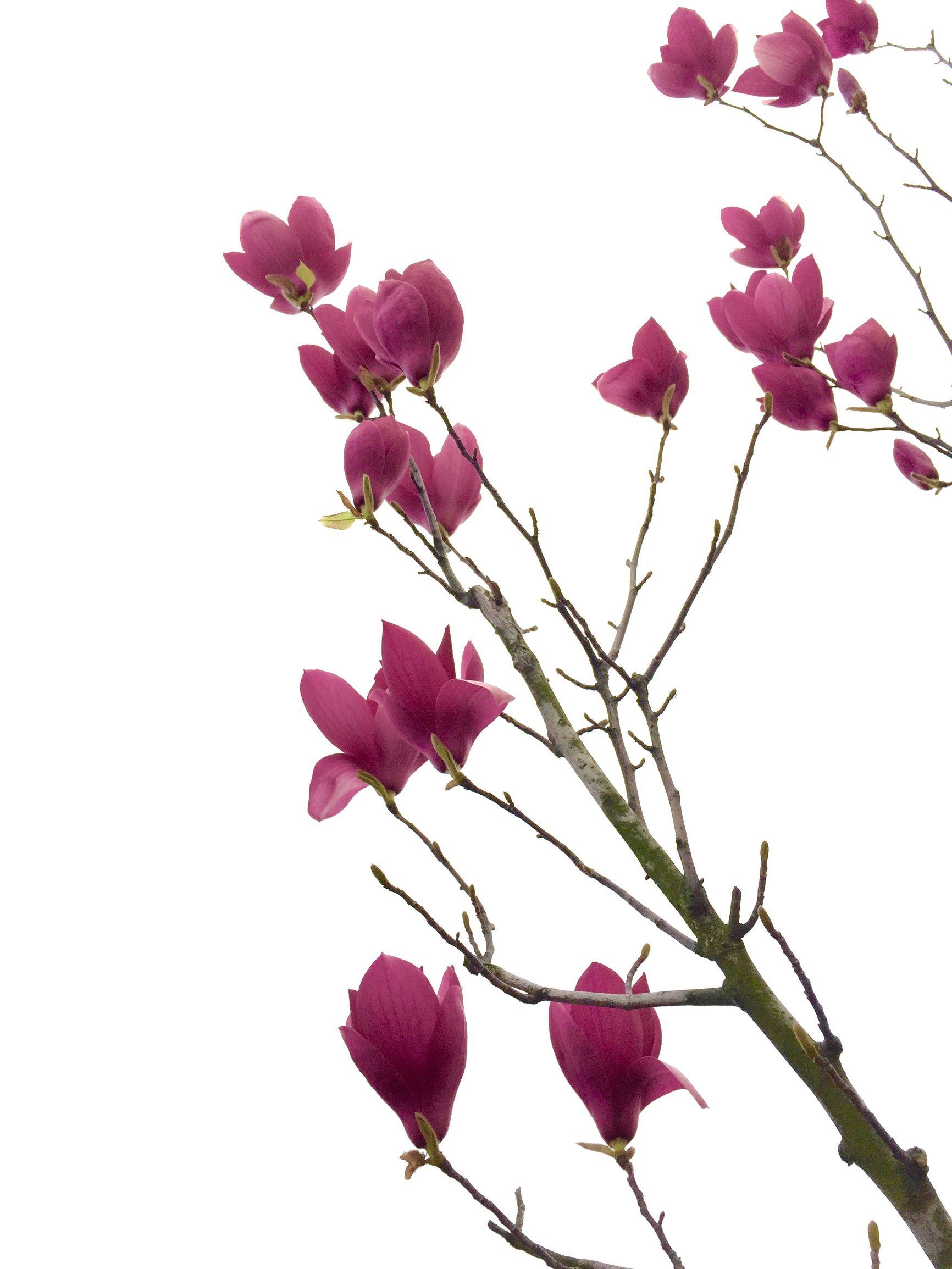 去医院检查会调出以前病历吗,去医院检查会有诊断证明吗