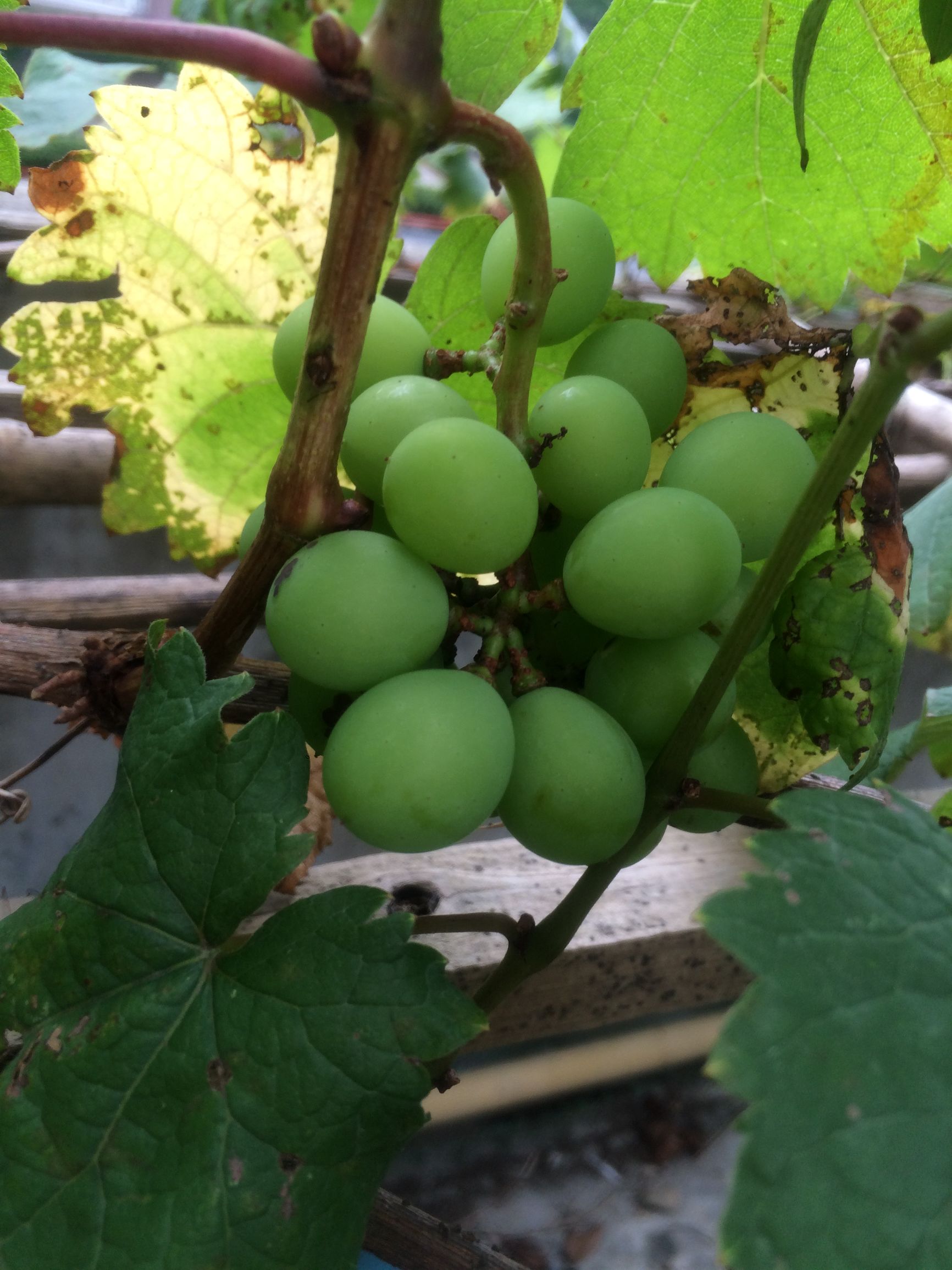 猴年马月工夫事弃烟容易戒烟难