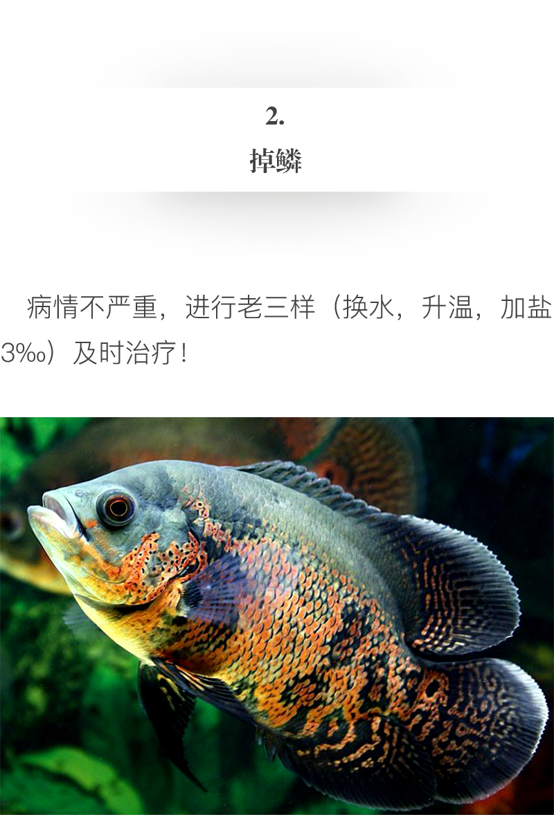 怎么才能养好地图鱼,养鱼新手入门能养地图鱼吗