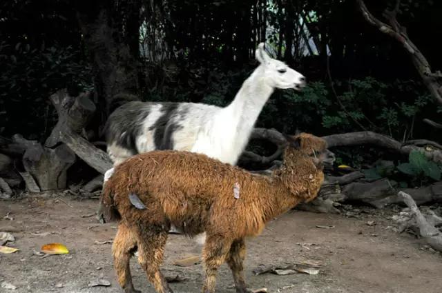 长隆适合小朋友玩的地方,长隆有哪些小朋友可以玩的项目