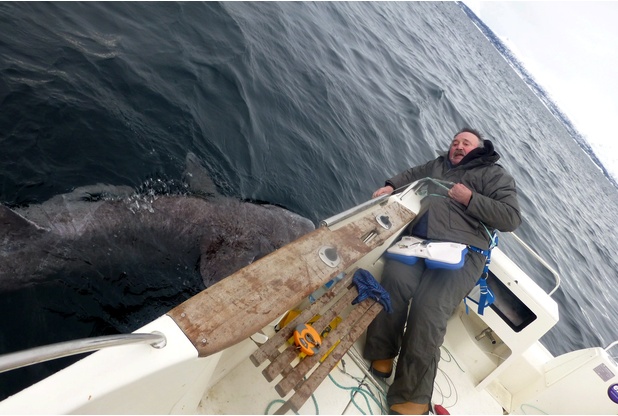 他钓起的鱼,以吃北极熊为生