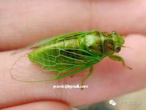 带小孩出去玩要小心一些什么虫,虫子带孩子去哪里玩比较好