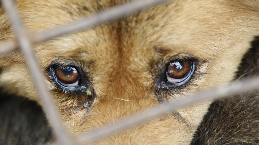 去除狗狗泪痕方法,狗狗泪痕怎么能彻底去掉