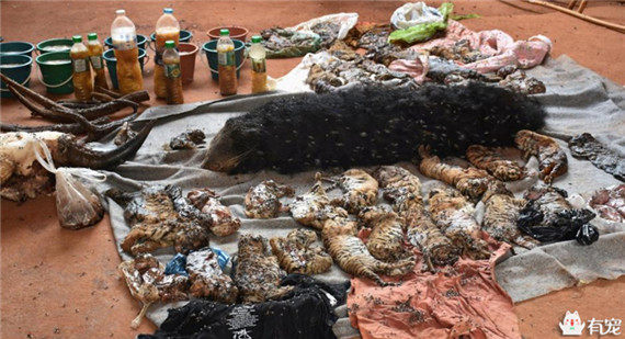 泰国寺庙因饲养老虎闻名于世，没想到警方突击检查发现了惊天秘密