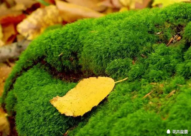 苔痕上阶绿草色入帘青妙在哪里,苔痕上阶绿草色入帘青全文