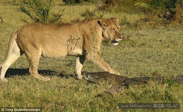 鳄鱼对阵母狮胜券在握，不料又来两头母狮，终究寡不敌众竟惨死