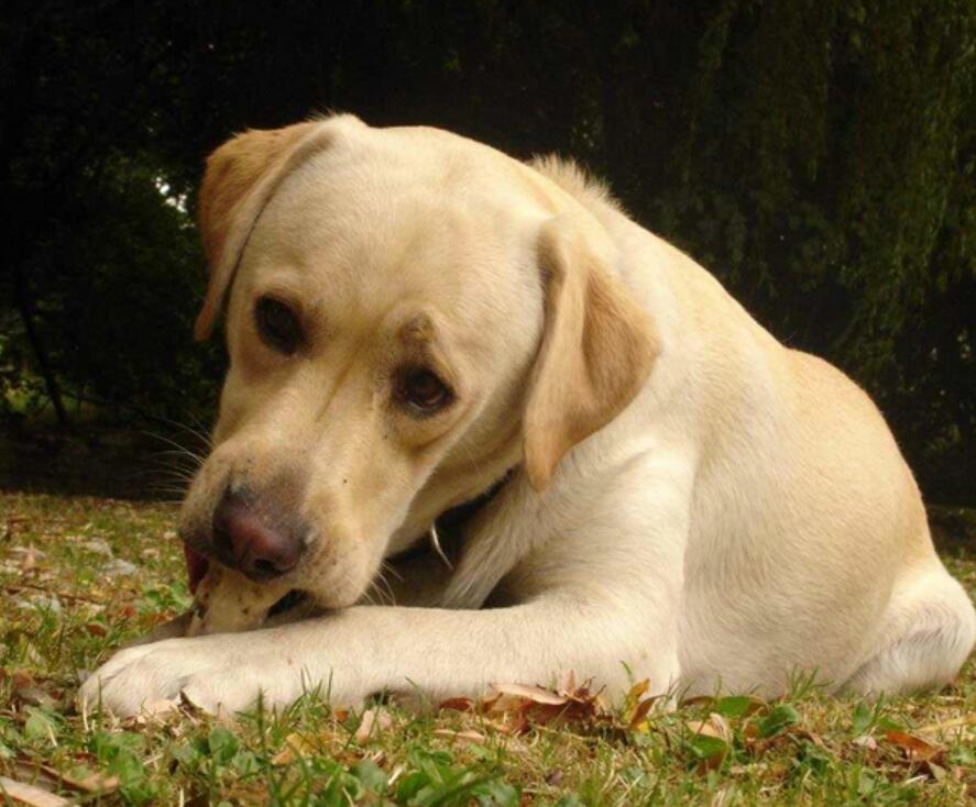 狗狗不吃东西怎么办图片,狗狗不吃东西怎么办搞笑