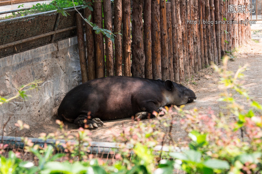 ​[凤麒儿]北京动物园——与动物的亲密接触