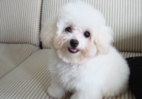 去除狗狗泪痕方法,狗狗泪痕怎么能彻底去掉