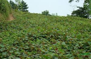 探寻长寿之乡的健康密码,鱼腥草长寿