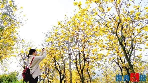 厦门同安千日红三角梅园花海,厦门翔安樱花油菜花