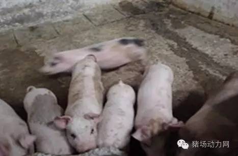 仔猪拉稀灰色的粪便怎么治疗,仔猪拉稀粪便恶臭