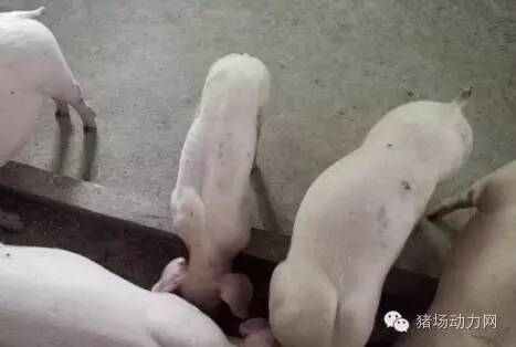 仔猪拉稀灰色的粪便怎么治疗,仔猪拉稀粪便恶臭