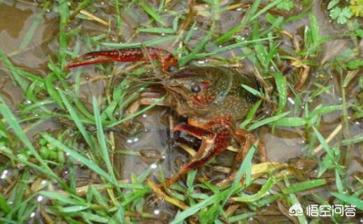 小龙虾脱壳应注意哪些情况,小龙虾养殖全过程和注意事项