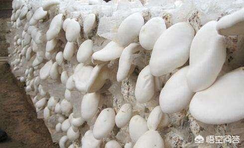 食用菌种植技术和利润,食用菌种植致富技术视频