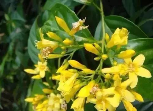 扩散丨清明扫墓，见到这种花千万不要摘，是毒药之王！