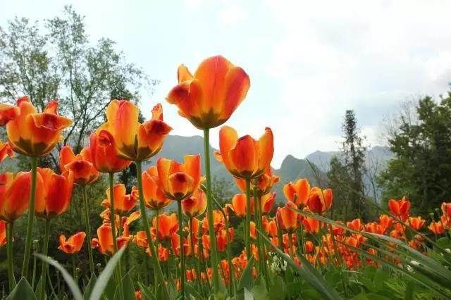 端午旅游景点推荐旅游团,端午假期这些景点全免费