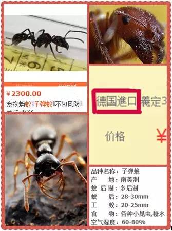 海淘天价蚂蚁｜万一被咬剧烈疼痛，就像赤脚走在火炭上、铁钉扎入脚后跟！