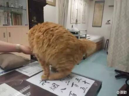 去看魔兽电影,看魔兽的顺序