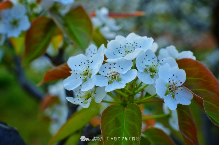 山灵水韵，德才兼备，了不起的安庆*光春**