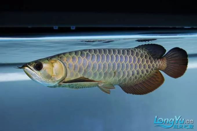 一招教你选龙鱼,龙鱼饲养经验交流