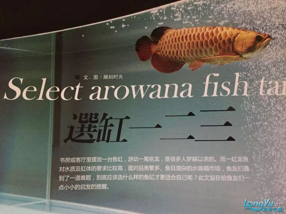 一招教你选龙鱼,龙鱼饲养经验交流