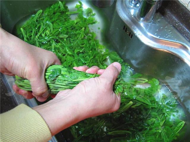 香椿芽腌制方法好吃还放不坏,香椿芽的腌制方法和时间