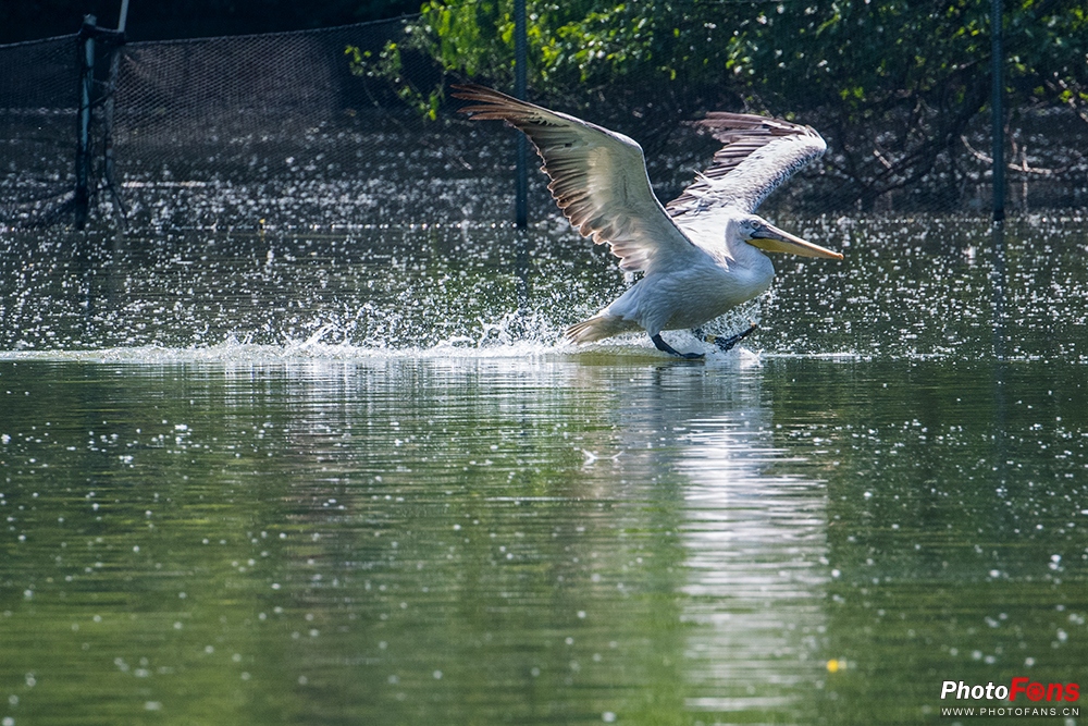 尼康180-400定焦镜头评测,尼康超长焦100-400和180-600
