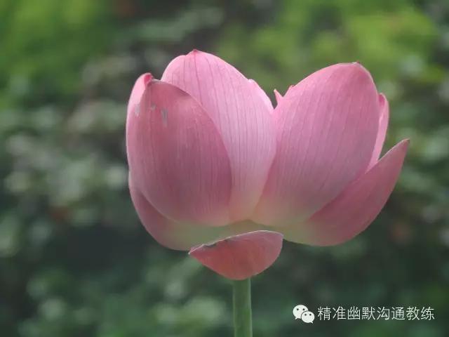 捡到苹果6p怎么处理才能自己使用,捡到苹果6splus怎么办