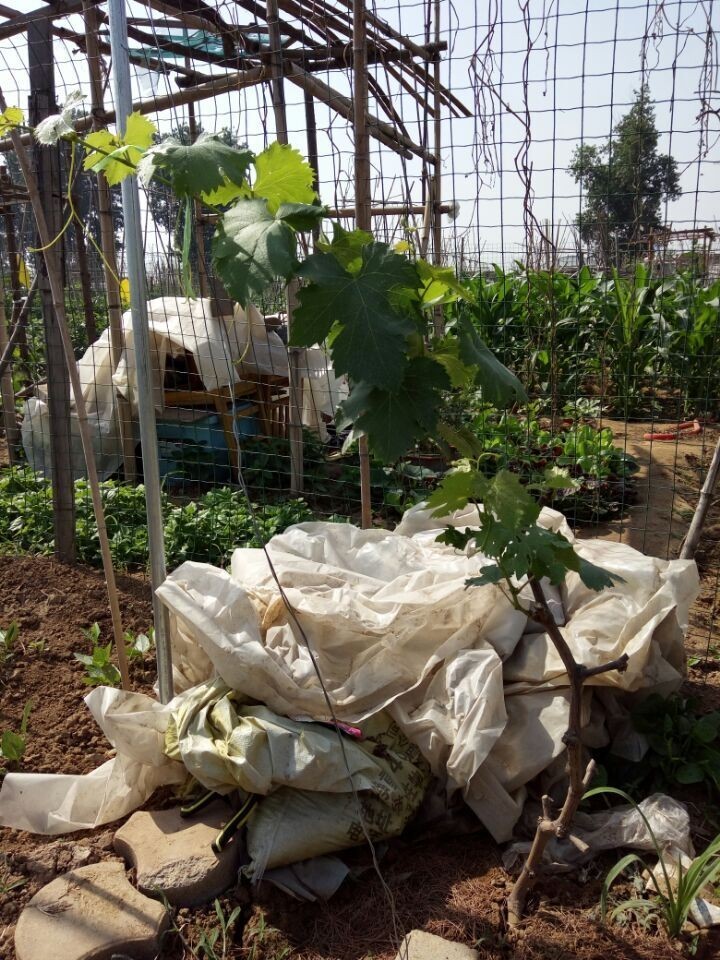 电脑里偷菜的游戏玩过的来集合,真实的偷菜游戏