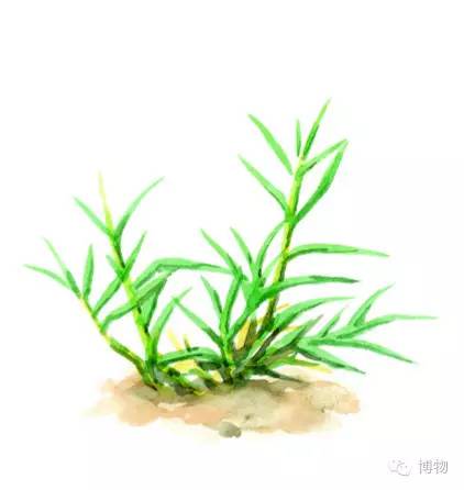 足球场草坪最好的,足球场的草坪是一般的草坪吗