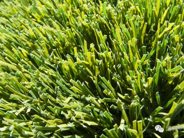足球场的草坪为什么这么丝滑,足球场的草地是什么草