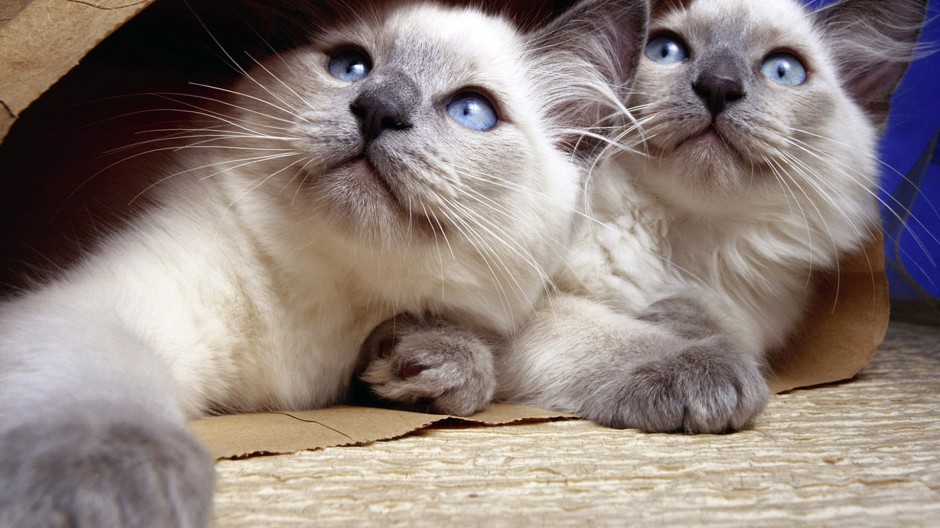 我最喜欢的暹罗猫,长得最好看的暹罗猫