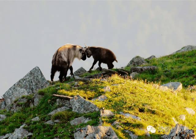 成都边上避暑,成都边上有哪些好玩的地方